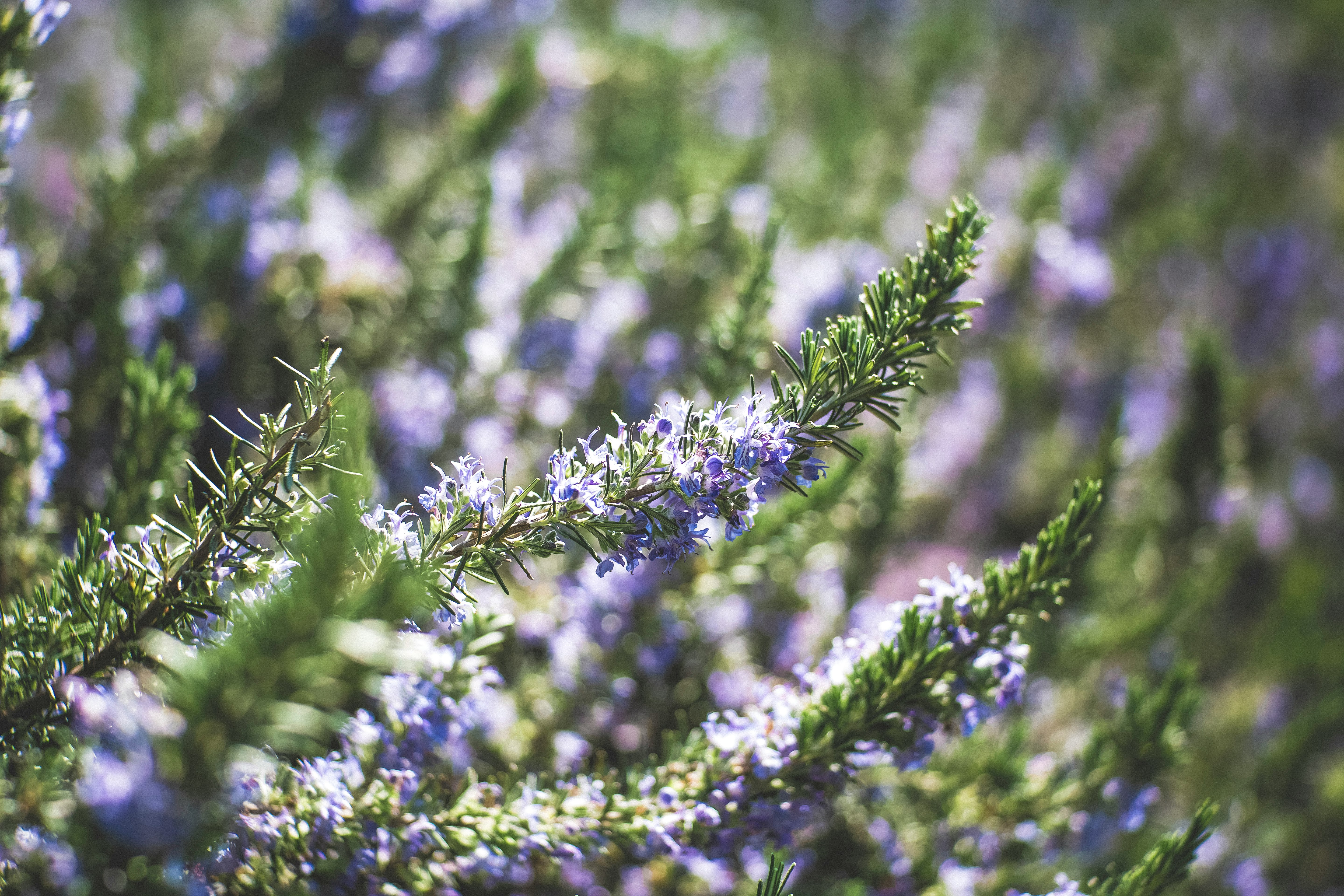 purple petaled flowers